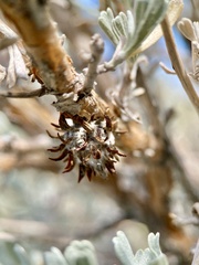 Rhopalomyia