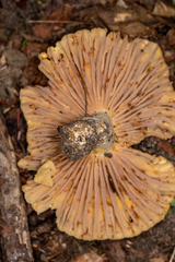 Russula earlei