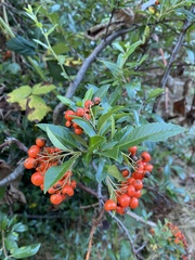 Pyracantha coccinea