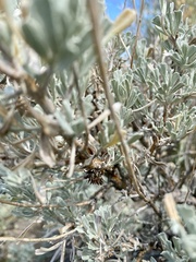 Rhopalomyia