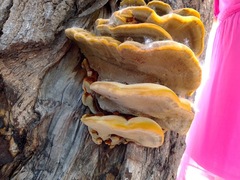 Laetiporus gilbertsonii