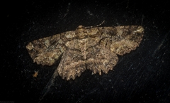 Paradromulia ambigua