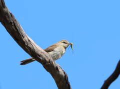 Cincloramphus mathewsi