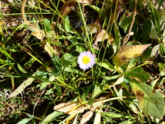 Erigeron foliosus