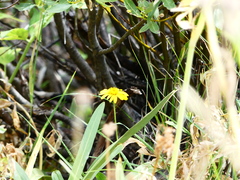 Senecio fremontii
