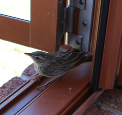 Cincloramphus mathewsi