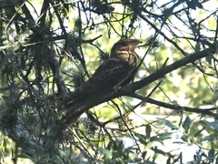 Antrostomus carolinensis