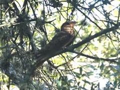 Antrostomus carolinensis