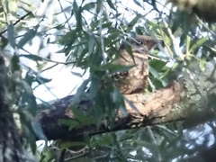 Antrostomus carolinensis