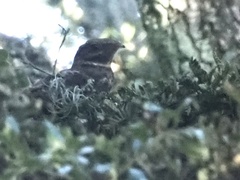 Antrostomus carolinensis