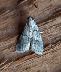 Pococera asperatella