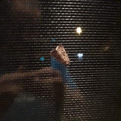 Lacinipolia renigera