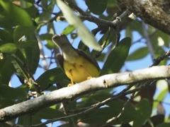 Cardellina canadensis