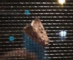 Lacinipolia renigera