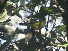 Cardellina canadensis