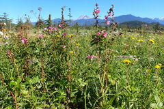 Sidalcea hendersonii