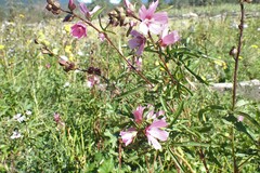 Sidalcea hendersonii