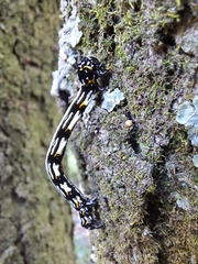 Acronyctodes mexicanaria