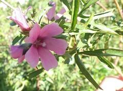 Sidalcea hendersonii