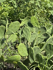 Opuntia