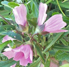 Sidalcea hendersonii