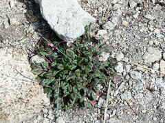 Eriogonum nudum