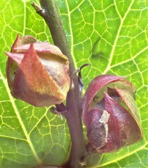 Sidalcea hendersonii