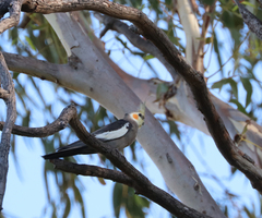 Nymphicus hollandicus