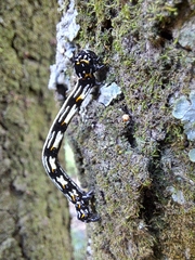 Acronyctodes mexicanaria