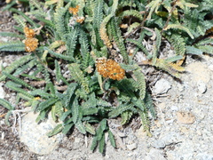 Ivesia gordonii