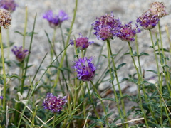 Monardella odoratissima