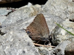 Satyrium saepium