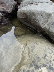 Periophthalmus argentilineatus