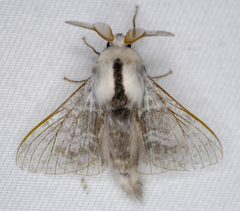 Tolype distincta