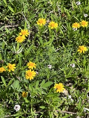 Thymophylla tenuiloba