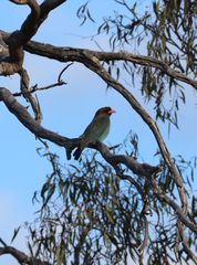Eurystomus orientalis