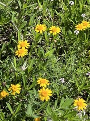 Thymophylla tenuiloba