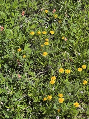 Thymophylla tenuiloba