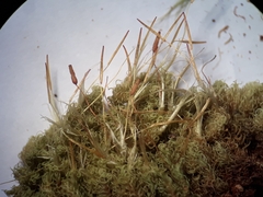 Holomitrium perichaetiale