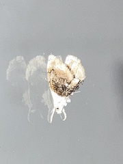 Lipocosmodes fuliginosalis