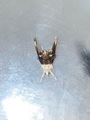 Lipocosmodes fuliginosalis