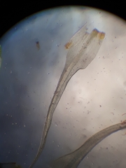 Holomitrium perichaetiale