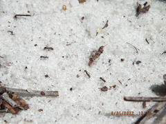 Forelius pruinosus