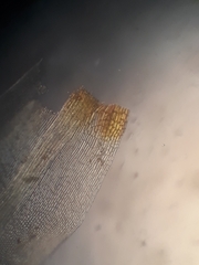 Holomitrium perichaetiale