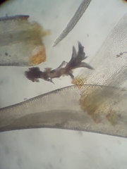 Holomitrium perichaetiale