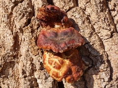 Hemipholiota populnea