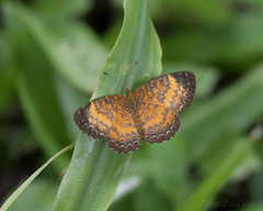 Mazia amazonica