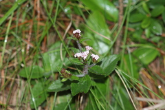 Stevia
