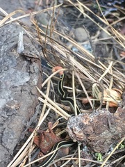 Thamnophis elegans elegans
