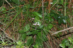 Stevia